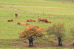 Kühe als Landschaftspfleger © Regionalforstamt Siegen-Wittgenstein