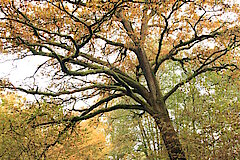 Viele Gehölze unterschiedlichen Alters zeichnen den Auenwald aus © Regionalforstamt Siegen-Wittgenstein