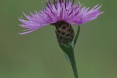 Skabiosen-Flockenblume © NABU-Naturschutzstation Münsterland e.V.