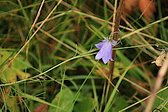 Glockenblume © Regionalforstamt Siegen-Wittgenstein