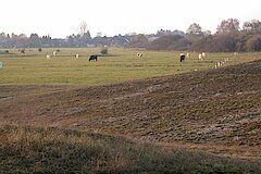 Weide in den Wisseler Dünen © Naturschutzzentrum im Kreis Kleve