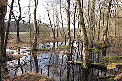 Kleines Wäldchen im Burloer Venn © NABU NRW