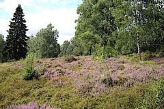 Heideblüte am Herrmannsweg © H. Sonnenburg