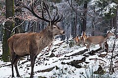 Rotwild am Forsthaus Hohenroth © Naturpark Sauerland Rothaargebirge - Kerstin Berens