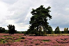 Heidepanorama © Kreis Recklinghausen