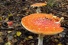 Viele giftige Fliegenpilze im Herbst © Biologische Station Bonn / Rhein-Erft