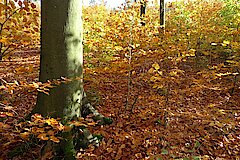 Nachwuchs im Buchenwald © Detlev Rygusiak