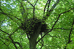 Vogelparadies © NABU Naturschutzstation Münsterland e.V.