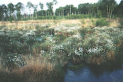 Wollgras im Moor © Frank Grawe