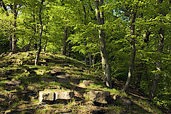 Buchen-Eichen-Wald © Frank Grawe