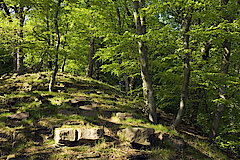 Buchen-Eichen-Wald © Frank Grawe