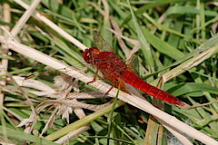 Feuerlibellen-Männchen © Biologische Station Gütersloh-Bielefeld