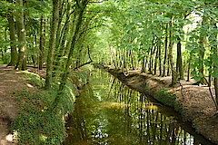 Laubwald am Bach © NABU Naturschutzstation Münsterland e.V.