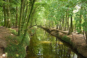 Laubwald am Bach