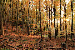 Herbst im Buchenwald © Regionalforstamt Siegen-Wittgenstein