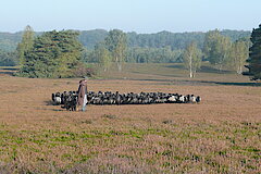 Schafherde © Kreis Recklinghausen