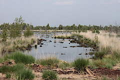 FFH-Gebiet Hahnenmoor, Hahlener Moor, Suddenmoor © M. Schnieders