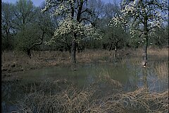 Verwilderter Obstgarten © Haus der Natur, Biologische Station im Rhein-Kreis Neuss e.V.