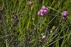 Glockenheide © M. Füller