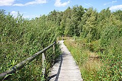 Fußweg durch das Moor © Thorsten Wiegers