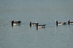 Weißwangengänse auf dem Reeser Meer © Naturschutzzentrum im Kreis Kleve e.V.