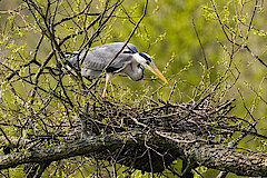 Graureiher im Nest © Frank Grawe
