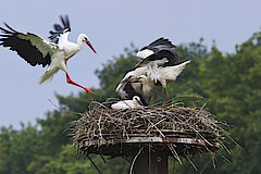 Störche in der Lippeaue © Birgit Beckers