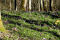 Wald mit Frühlingsgeophyten © Ursula Siebel