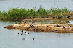 An der Weser © Biologische Station Minden-Lübbecke