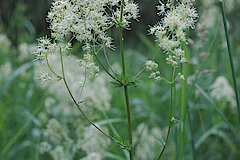 Gelbe Wiesenraute © NABU-Naturschutzstation Münsterland