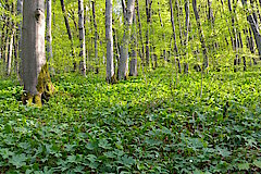 Bärlauch-Buchenwald © Biologische Station im Kreis Euskirchen e.V.