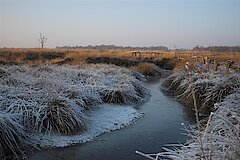 Winteraspekt im Emsdettener Venn © Biologische Station Steinfurt e.V.