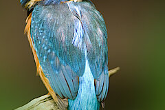 Eisvogel © Frank Grawe