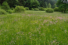 Am Wilsambach im Kyllquellgebiet © Biologische Station im Kreis Euskirchen e.V.