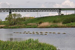 Trauerseeschwalbenflöße auf dem Altrhein