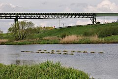 Trauerseeschwalbenflöße auf dem Altrhein © Naturschutzzentrum im Kreis Kleve e.V.