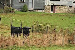 Kühe auf einem Gefhöft bei Birkefehl © Regionalforstamt Siegen-Wittgenstein