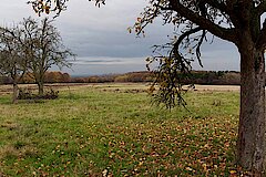 Herbstlicher Blick über eine der Freiflächen des Kleiberg © M. Bunzel-Drüke