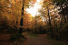 Herbstspaziergang durch den Wald © Regionalforstamt Siegen-Wittgenstein
