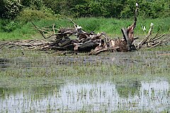 Sturmmöwen © Martin Schlüpmann