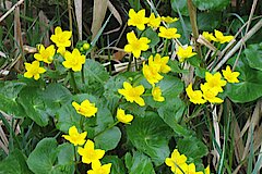 Sumpfdotterblumen © NaturFreunde Düsseldorf e.V.