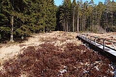 Weg durch das Heidemoor © Biologische Station im Kreis Euskirchen e.V.