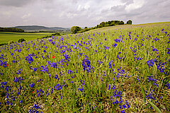 Acker am Rabensberg mit Feld-Ritterspron © Frank Grawe