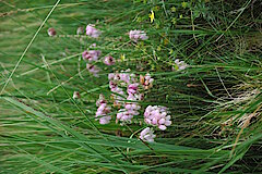 Glockenheide © Biologische Station Städteregion Aachen e.V.