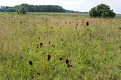 Wiesenknopf © Michael Stevens