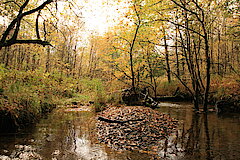 Naturnaher Lebensraum © Regionalforstamt Siegen-Wittgenstein