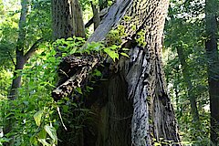 Beeindruckendes stehendes Totholz © Biologische Station Bonn / Rhein-Erft