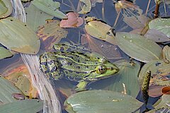 Wasserfrosch © Biologische Station Bonn / Rhein-Erft