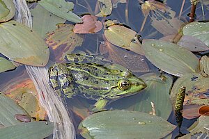 Wasserfrosch