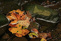 Herbst im Tal © Regionalforstamt Siegen-Wittgenstein